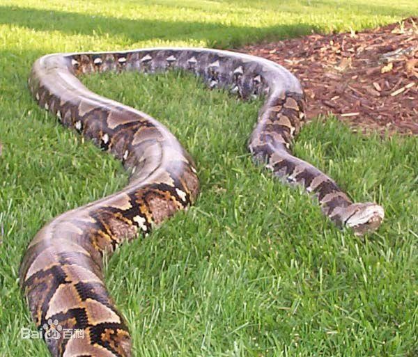 动物世界:盘点世界最大的十种蟒蛇