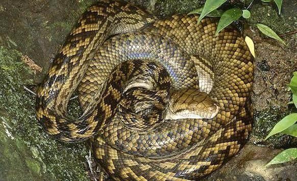 动物世界:盘点世界最大的十种蟒蛇
