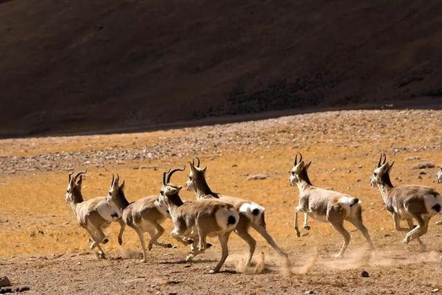 西藏最美地方是哪里?这里四季都有着绝美风景!