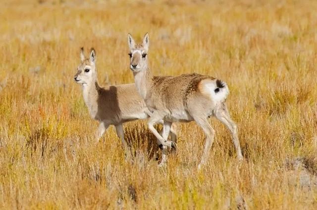 西藏最美地方是哪里?这里四季都有着绝美风景!