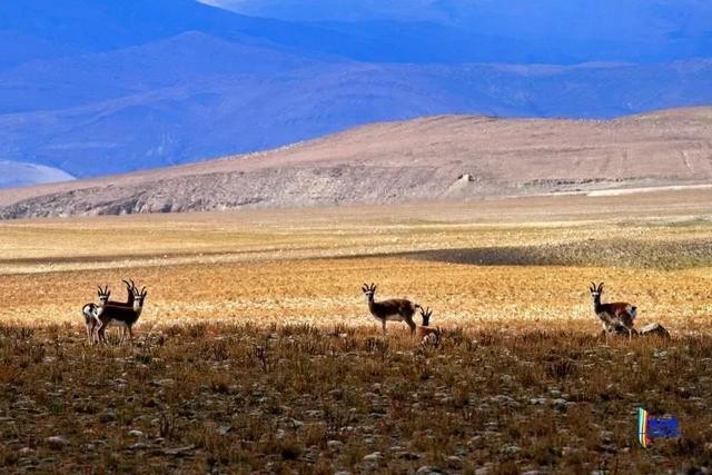西藏最美地方是哪里?这里四季都有着绝美风景!