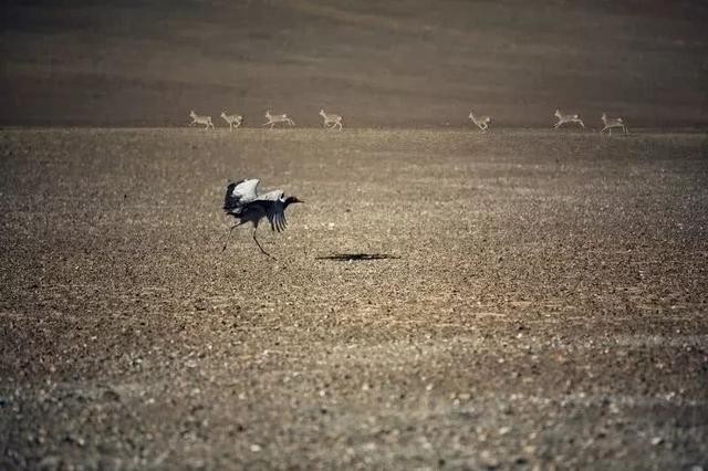 西藏最美地方是哪里?这里四季都有着绝美风景!