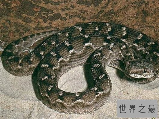 世界上最毒的蛇,细鳞太攀蛇一次毒液可以毒死20万只老鼠