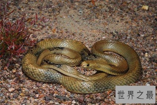 世界上最毒的蛇,细鳞太攀蛇一次毒液可以毒死20万只老鼠