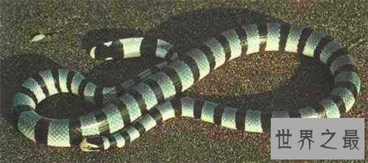 世界上最毒的蛇,细鳞太攀蛇一次毒液可以毒死20万只老鼠