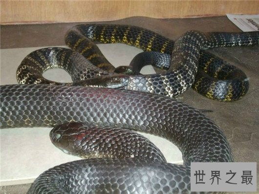 世界上最毒的蛇,细鳞太攀蛇一次毒液可以毒死20万只老鼠