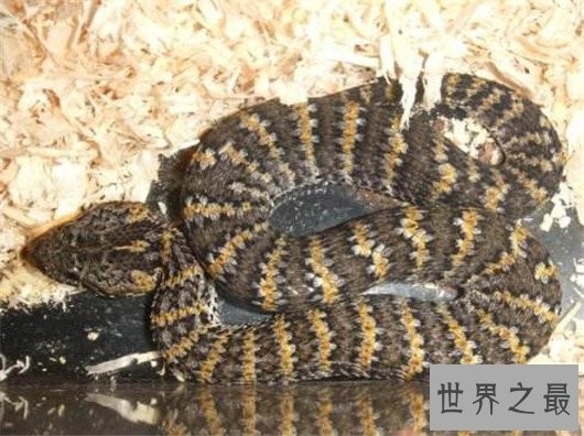 世界上最毒的蛇,细鳞太攀蛇一次毒液可以毒死20万只老鼠