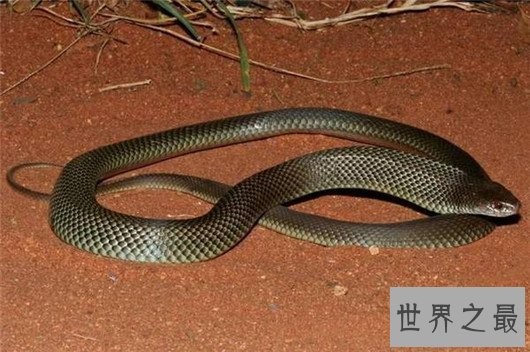世界上最毒的蛇,细鳞太攀蛇一次毒液可以毒死20万只老鼠