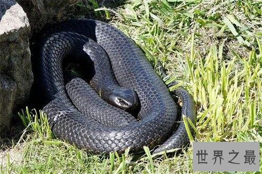 世界上最毒的蛇,细鳞太攀蛇一次毒液可以毒死20万只老鼠