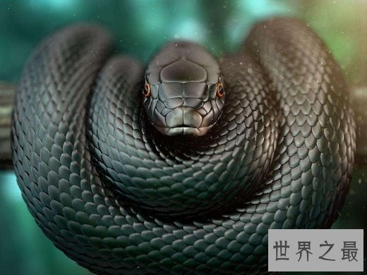 世界上最毒的蛇,细鳞太攀蛇一次毒液可以毒死20万只老鼠