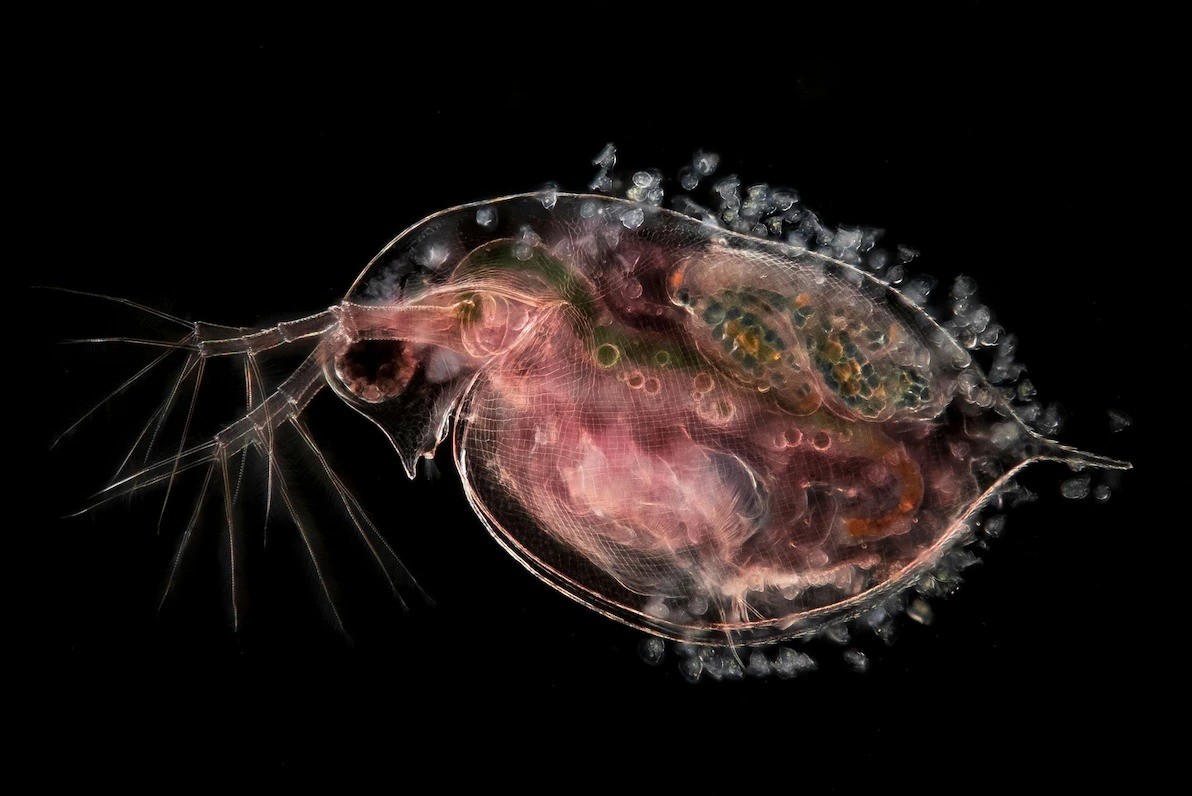 一只携带着胚胎的金鱼蚤属（Daphnia）水蚤。 PHOTOGRAPH BY JAN VAN IJKEN