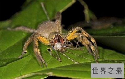 ​世界上最毒的10种蜘蛛，世界上最毒的蜘蛛叫什么？