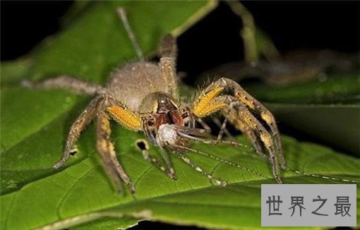 世界上最毒的10种蜘蛛，世界上最毒的蜘蛛叫什么？