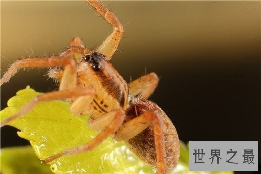 世界上最毒的10种蜘蛛，世界上最毒的蜘蛛叫什么？