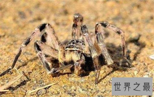 世界上最毒的10种蜘蛛，世界上最毒的蜘蛛叫什么？