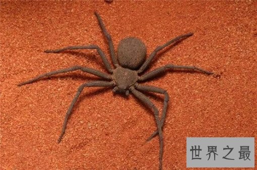 世界上最毒的10种蜘蛛，世界上最毒的蜘蛛叫什么？