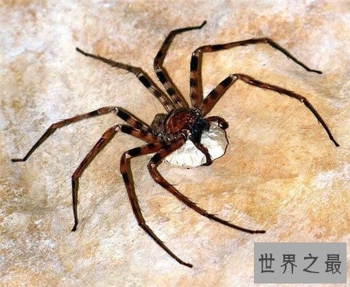 世界上最毒的10种蜘蛛，世界上最毒的蜘蛛叫什么？