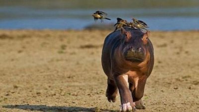 ​鸟和野兽的战争,比猛兽都厉害的鸟类