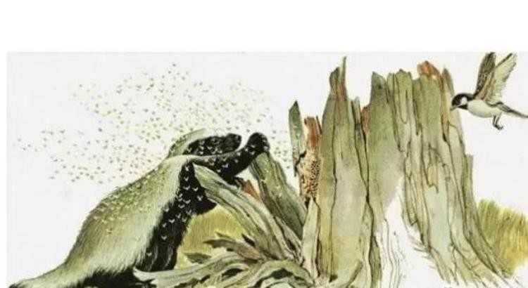 鸟和野兽的战争,比猛兽都厉害的鸟类