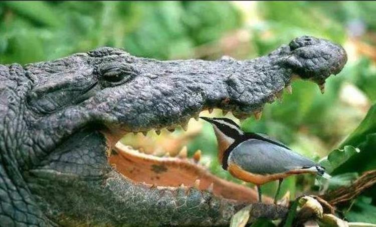 鸟和野兽的战争,比猛兽都厉害的鸟类