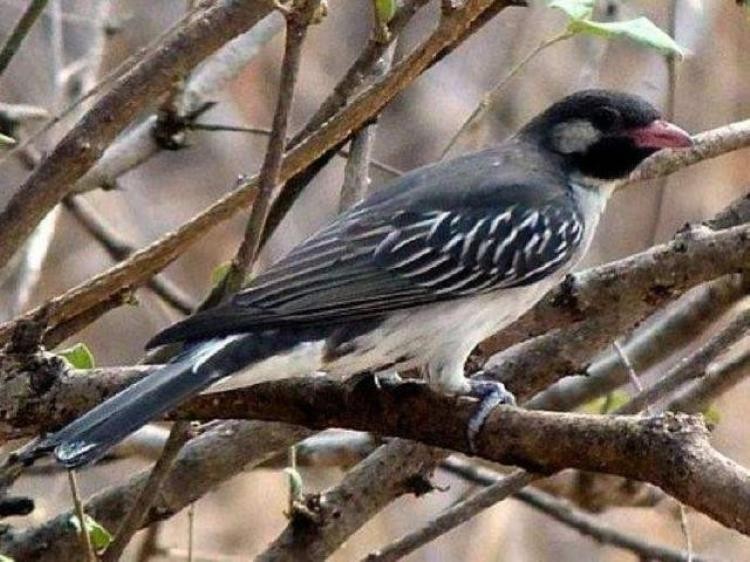 鸟和野兽的战争,比猛兽都厉害的鸟类