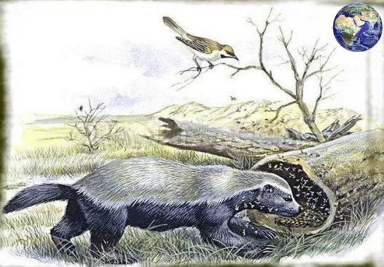 鸟和野兽的战争,比猛兽都厉害的鸟类