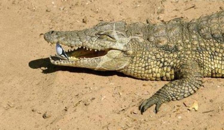 鸟和野兽的战争,比猛兽都厉害的鸟类