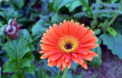 ​世界上最美丽的花，每一种都美到令人窒息（内附组图）