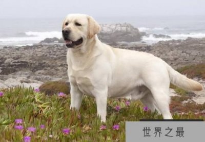 ​世界上最可爱的狗 世界十大最可爱的宠物狗