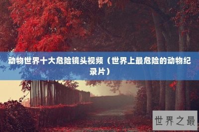 ​动物世界十大危险镜头视频（世界上最危险的动物纪录片）