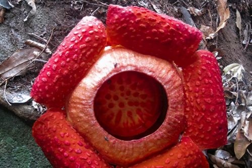 世界十大奇异植物(世界上十个奇怪的植物)插图1