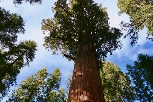 世界十大奇异植物(世界上十个奇怪的植物)插图4