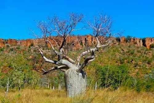世界十大奇异植物(世界上十个奇怪的植物)插图8