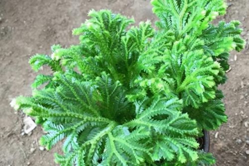 世界十大奇异植物(世界上十个奇怪的植物)插图7