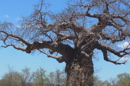 世界十大奇异植物(世界上十个奇怪的植物)插图5