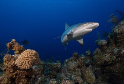 ​《自然》期刊：大规模调查发现于珊瑚礁栖息的鲨鱼数量急剧下降