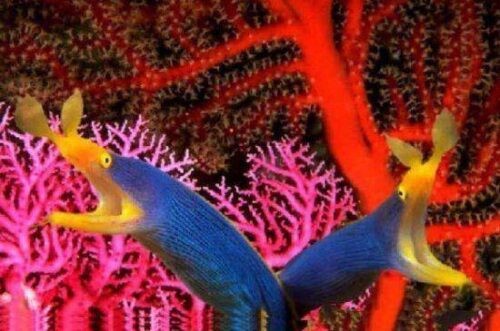 世界上十大蓝色的动物(全球10大最美的蓝色动物)插图4