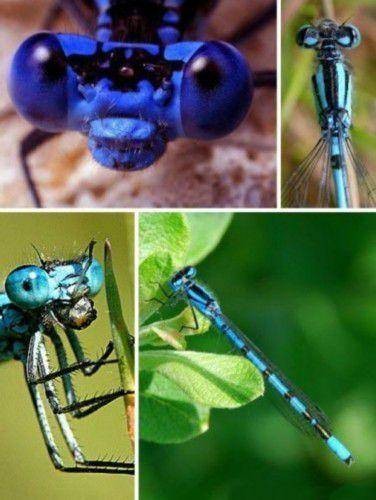 世界上十大蓝色的动物(全球10大最美的蓝色动物)插图