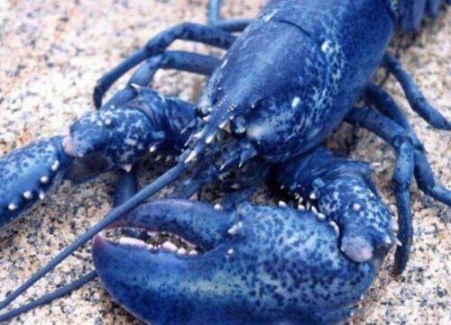 世界上十大蓝色的动物(全球10大最美的蓝色动物)插图2