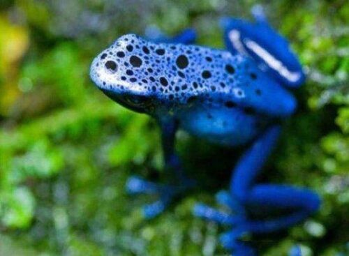 世界上十大蓝色的动物(全球10大最美的蓝色动物)插图5