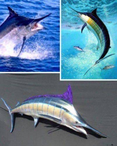 世界上十大蓝色的动物(全球10大最美的蓝色动物)插图6