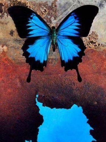 世界上十大蓝色的动物(全球10大最美的蓝色动物)插图1