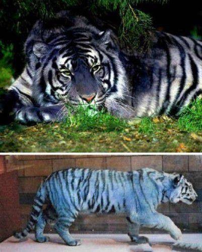 世界上十大蓝色的动物(全球10大最美的蓝色动物)插图8