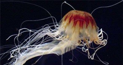 ​世界上最长的水母，第一触须竟长达40米！