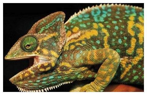 世界上成长最快的变色龙,6个月就能成年,生命力非常顽强!