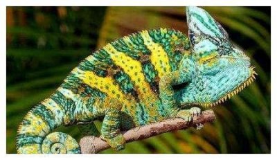 ​世界上成长最快的变色龙，6个月就能成年，生命力非常顽强！