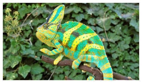 世界上成长最快的变色龙,6个月就能成年,生命力非常顽强!