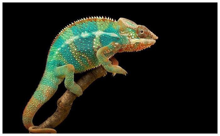 世界上成长最快的变色龙,6个月就能成年,生命力非常顽强!