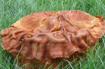 ​掘出太岁要上接国度吗 没有须要（太岁归个人一切）