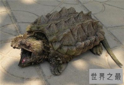 ​真鳄龟是体型最大的淡水龟 凶猛外表下一颗胆小的心